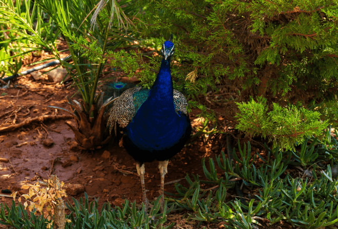 Amazonas Park