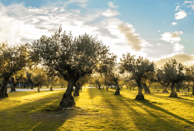 Olive Oil Experience in Crete